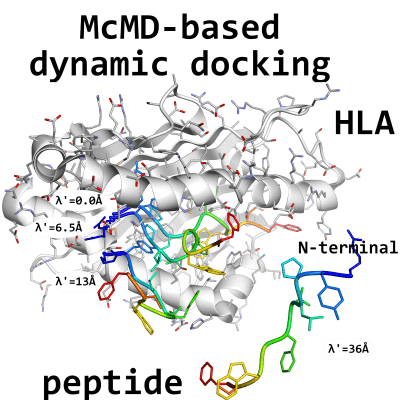 Corresponding Paper: Bekker, Kamiya: "N-Terminal-Driven Binding ...